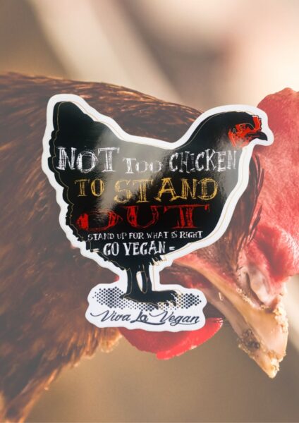 Vegan sticker - Not To Chicken To Stand Out by eco ethical brand Viva la Vegan
