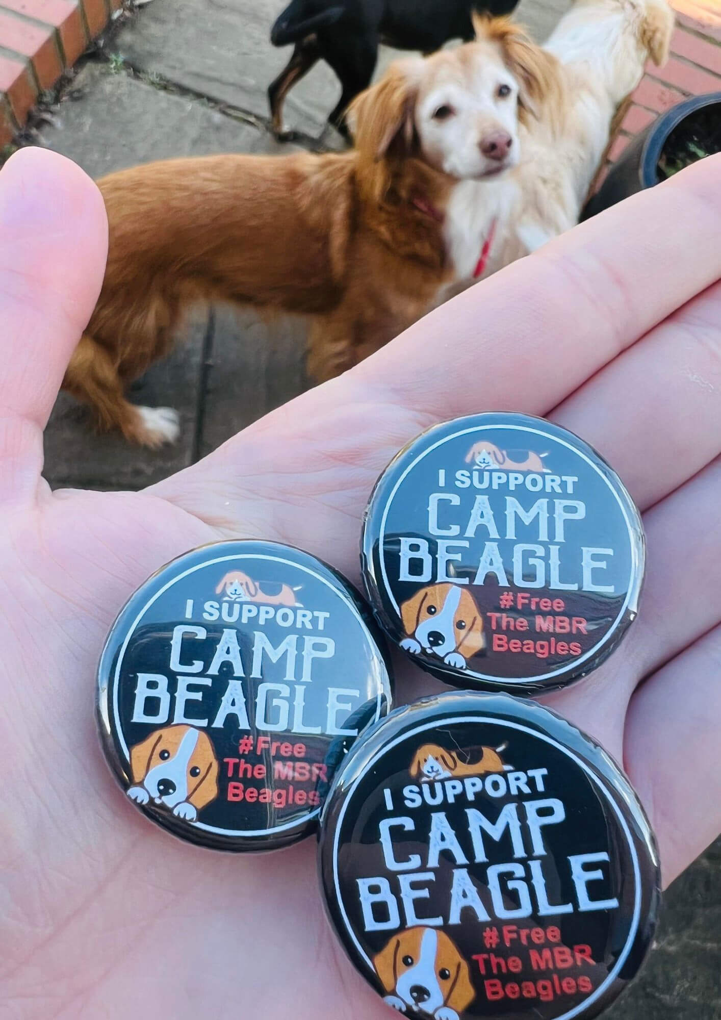 Camp beagle supporter badges shown on a hand surrounded by dogs By Viva La Vegan