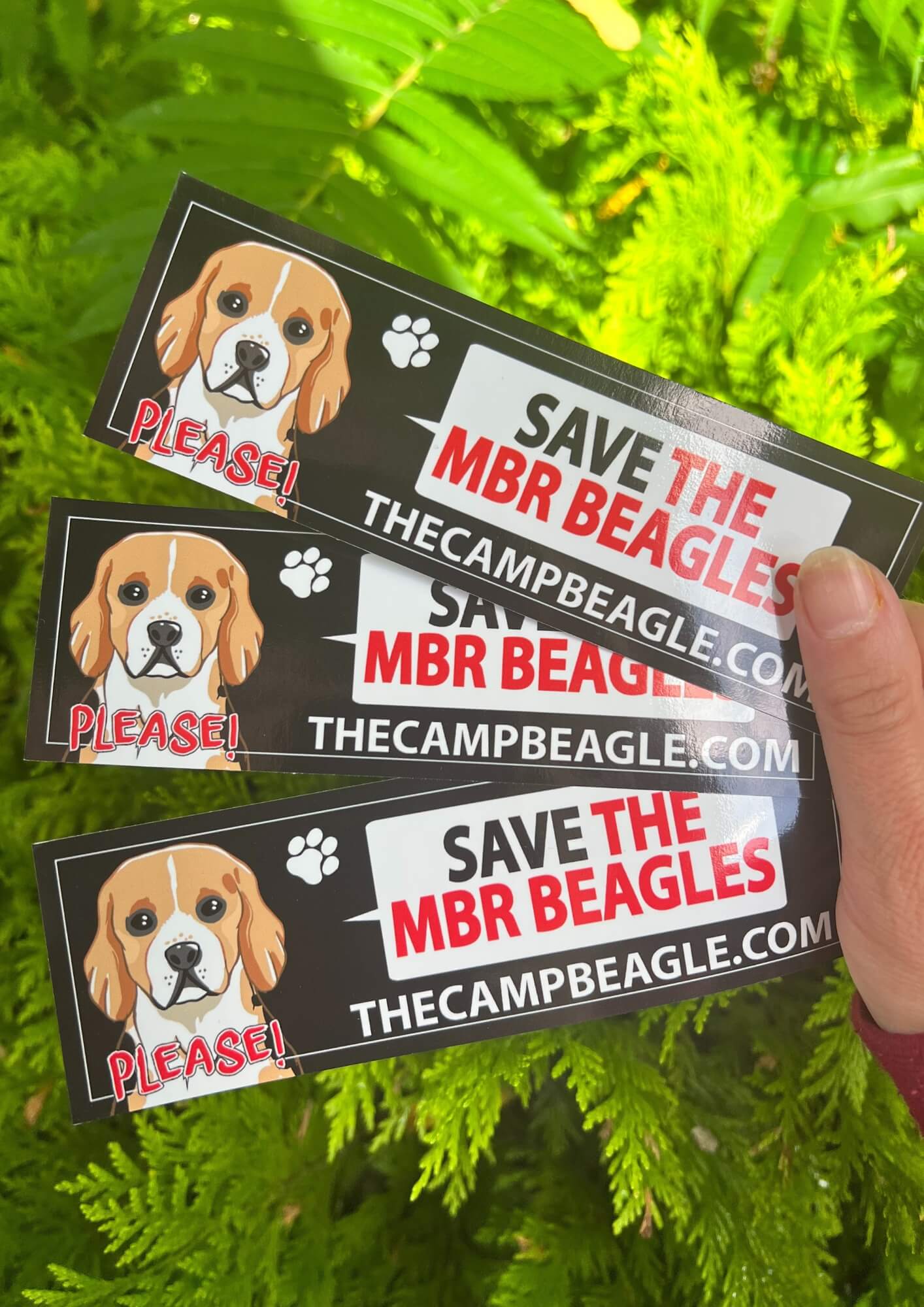 Fan of 3 Save The MBR Beagles Window Clings . Fundraising for camp beagle. by Viva La Vegan